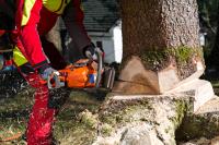 Tree Removal Specialists image 10